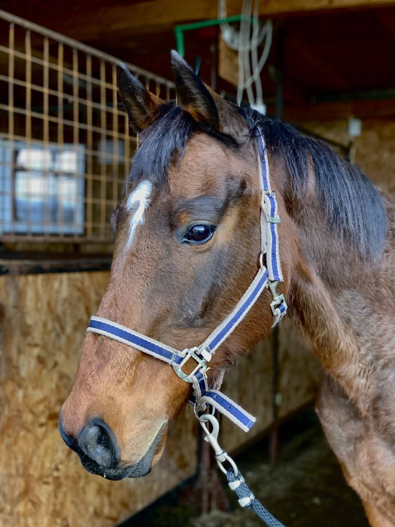horseback-riding-dubrovnik