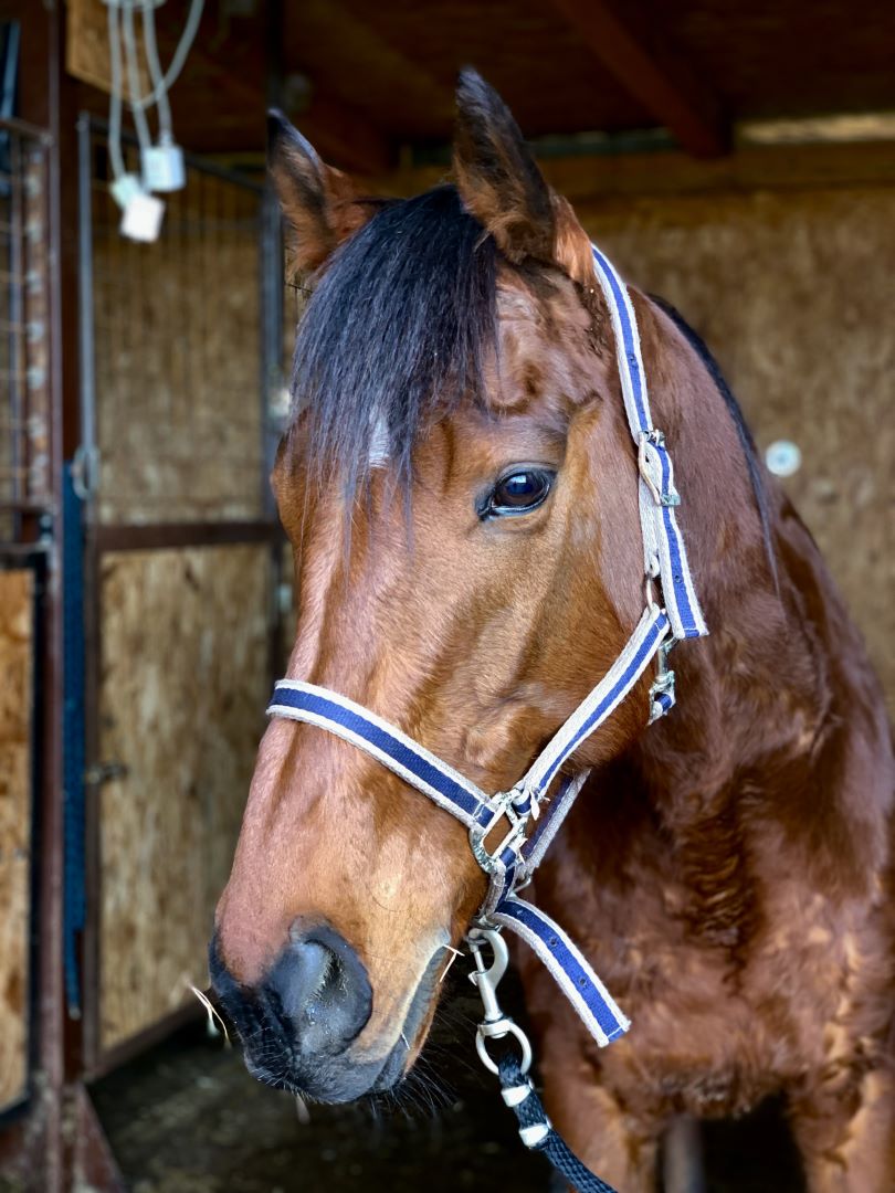 horseback-riding-dubrovnik