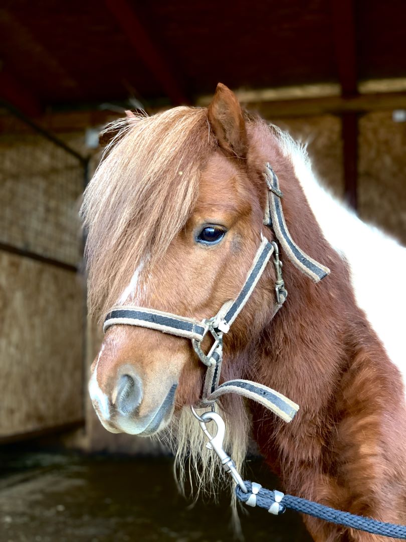 horseback-riding-dubrovnik