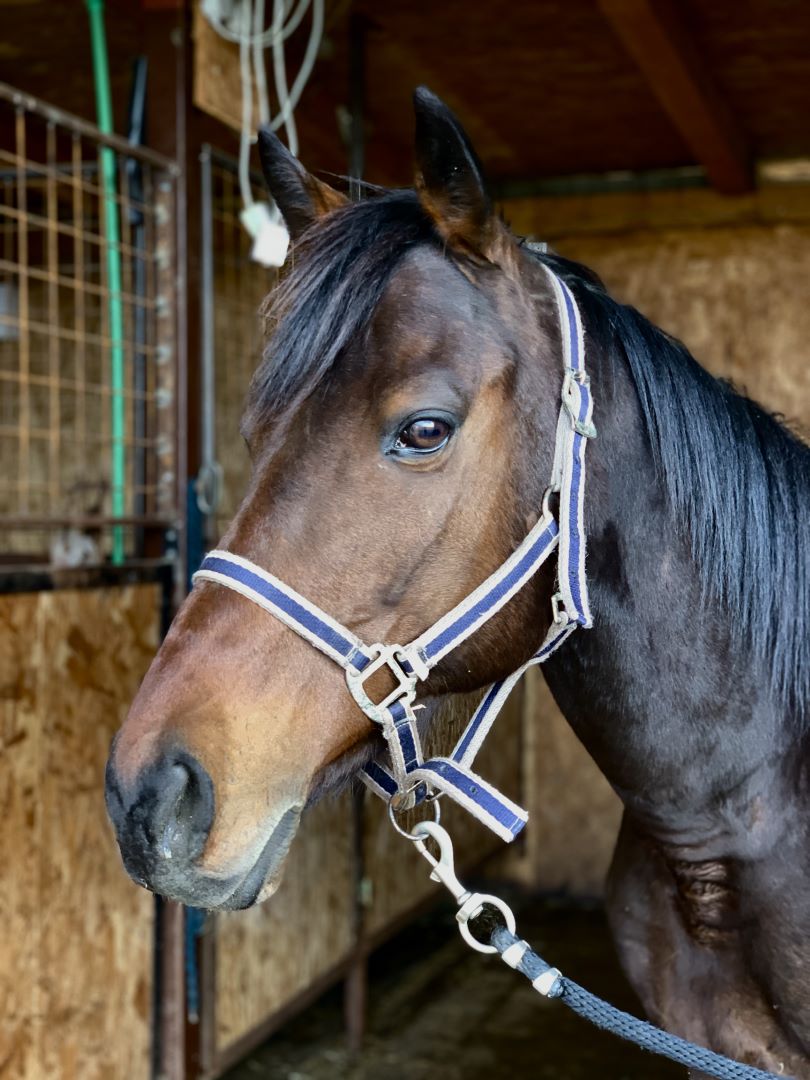 horseback-riding-dubrovnik
