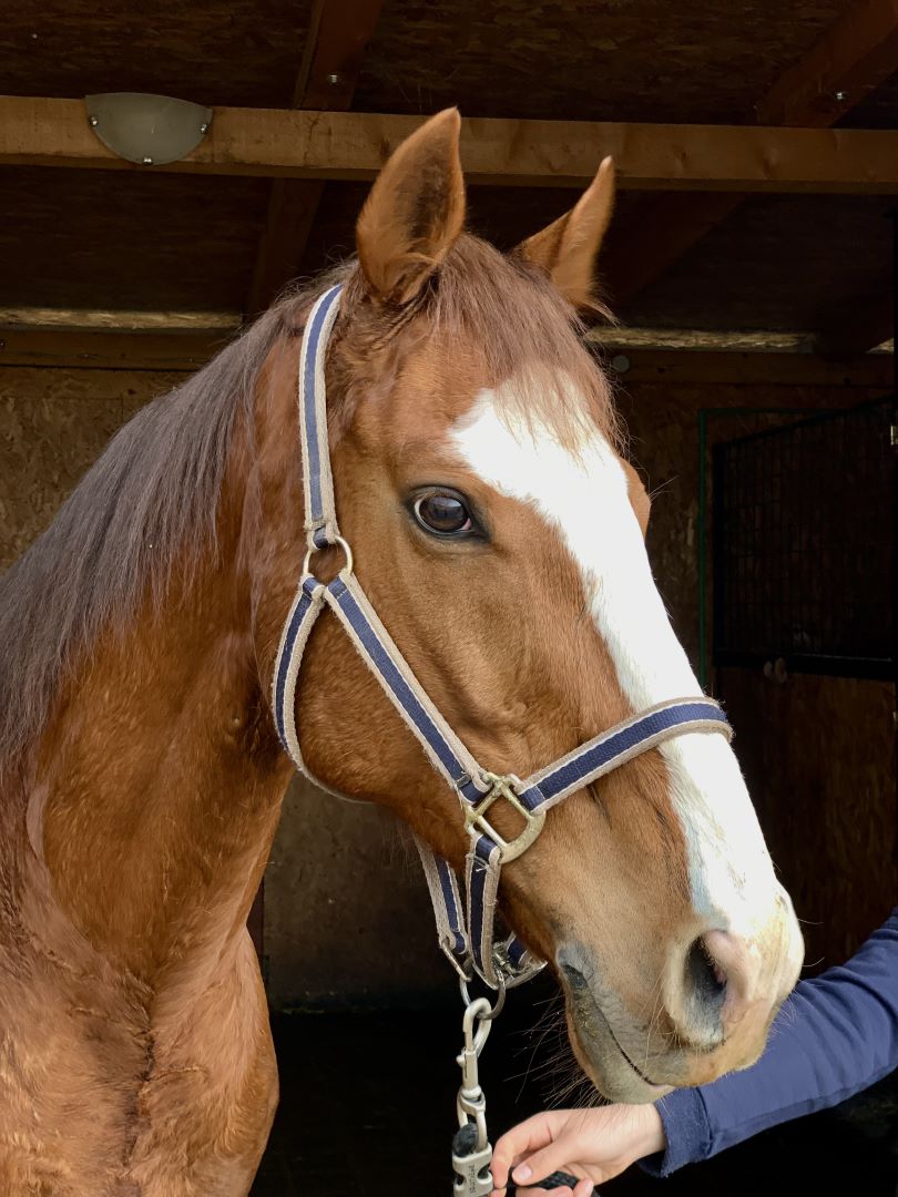 horseback-riding-dubrovnik