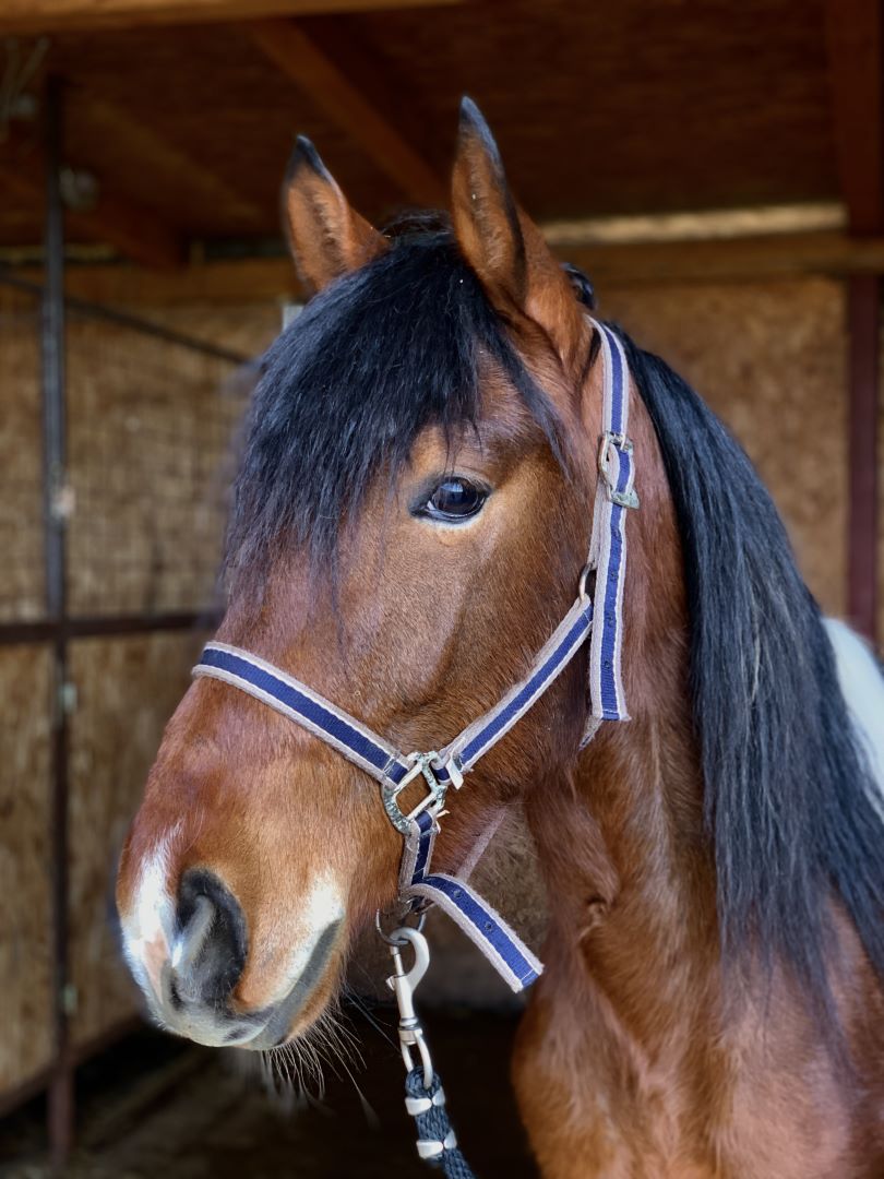 horseback-riding-dubrovnik