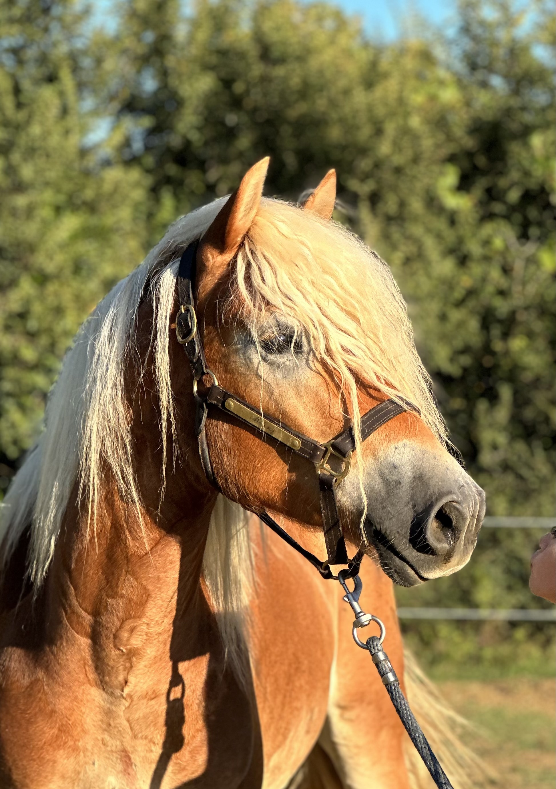 horseback-riding-dubrovnik